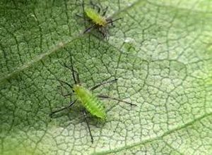 uploads/images/pest/sesame thrips.jpg